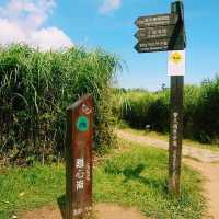 擎天崗中央步道