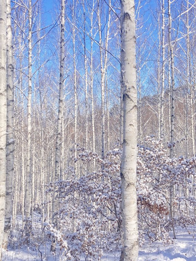 ❄️한국의 겨울왕국❄️ 인제 자작나무숲 