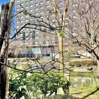 日本庭園の池