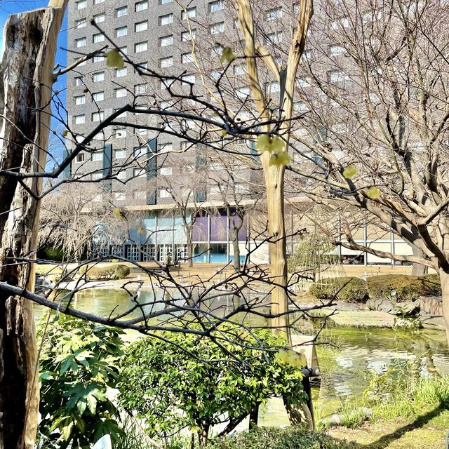日本庭園の池