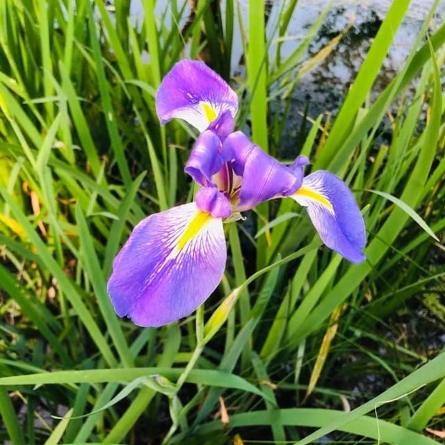 大安森林公園 🌸🌺🌼🌻💐🌷🌹 台北杜鵑花季