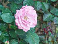 花花世界 玫瑰園