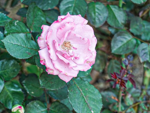 花花世界 玫瑰園