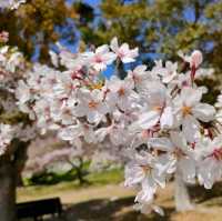 【兵庫 明石城跡】美しき城跡と桜の撮影スポット🌸🌸🌸