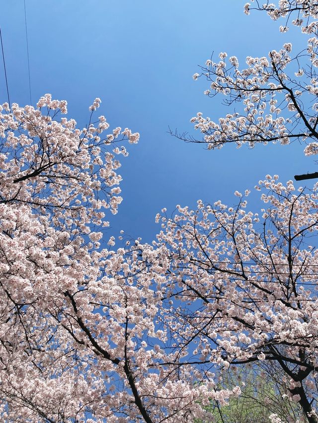 아름다운 연못과 벚꽃을 함께 만날 수 있는, 대구 ‘두류공원’