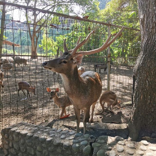 Exploring Bali Zoo😃