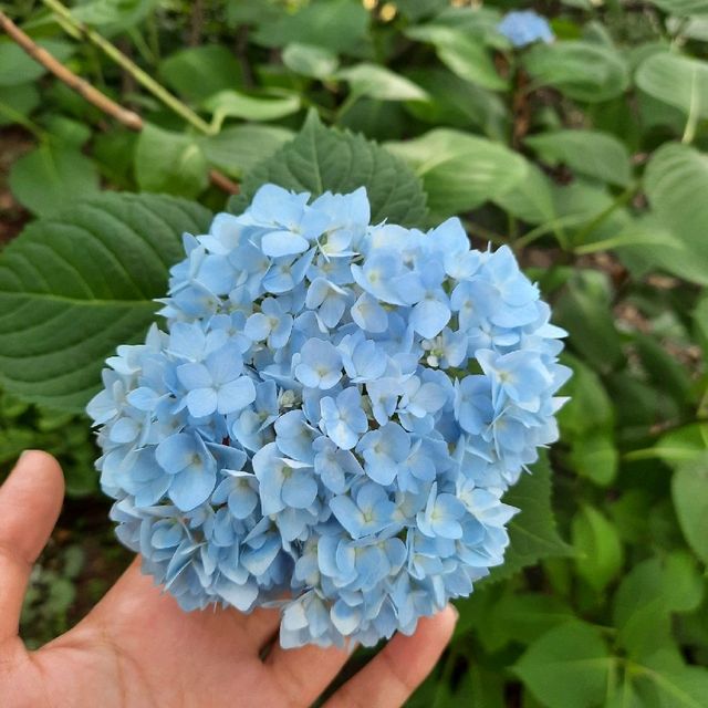 전주 수목원