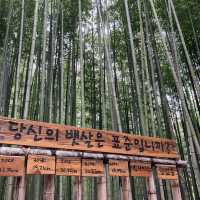 🎋죽녹원에서 힐링 제대로하자👍😘
