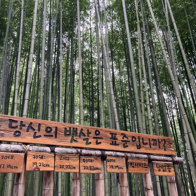 🎋죽녹원에서 힐링 제대로하자👍😘