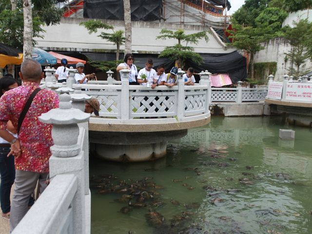 Tortoise Liberation Pond