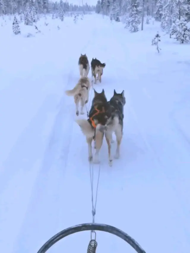 Husky Sleigh Ride @Rovaniemi