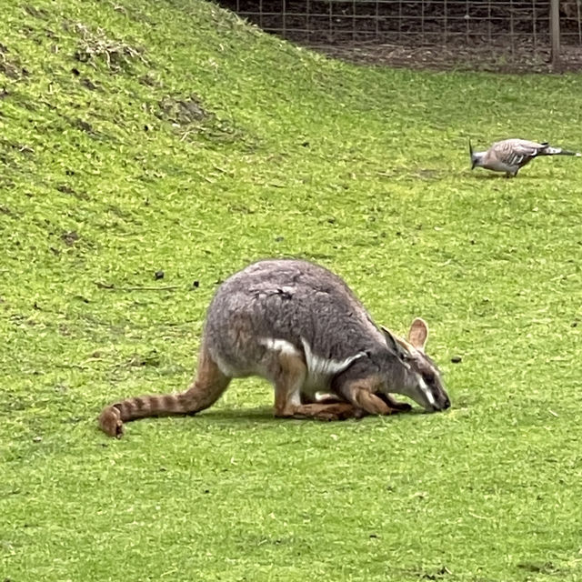 Adelaide Zoo