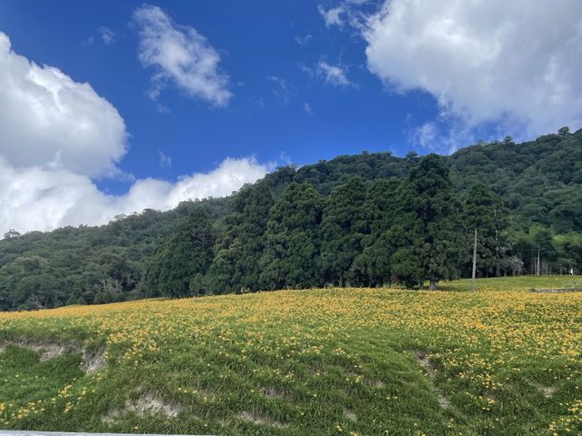 2022赤柯山 仙旅奇緣 金針花季