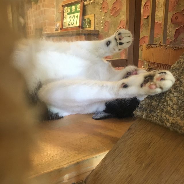 猴硐貓村 - 慢活的貓奴聖地