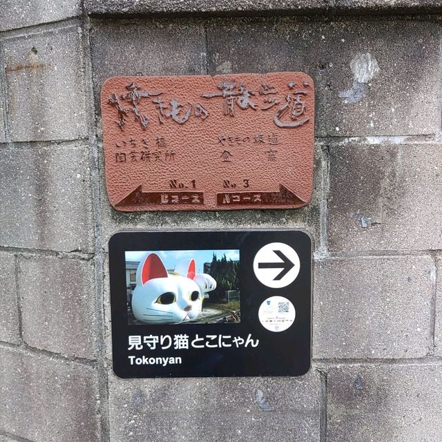 愛知県！常滑市の見まもり猫｢とこにゃん｣