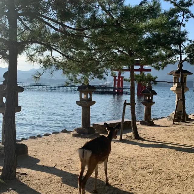 Miyajima
