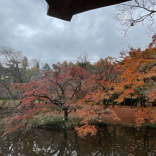 紅葉🍁好地方 （京都府立植物園）