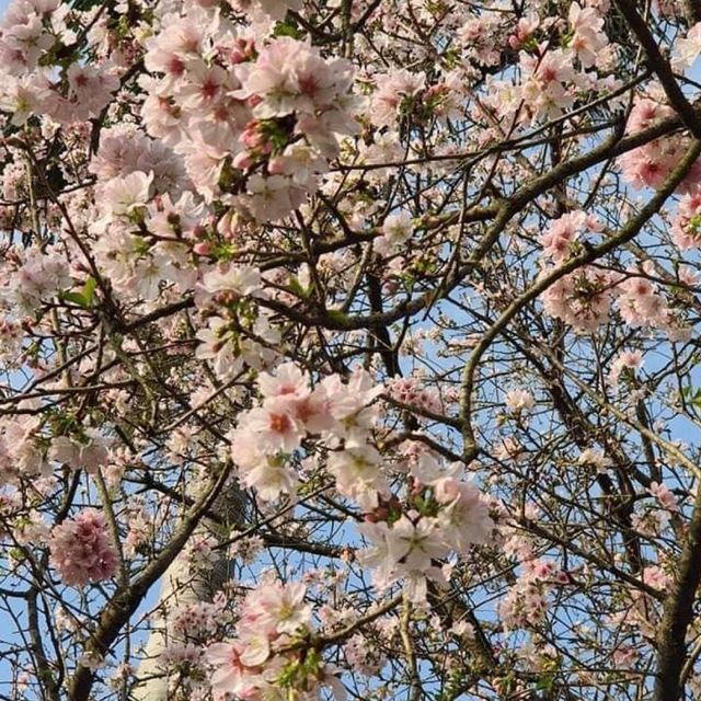 天元宮後山櫻花園區