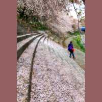 最浪漫既雨～山崎川四季の道櫻花雨