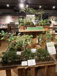 自分だけの小さな奥入瀬を持ち帰ろう🌿