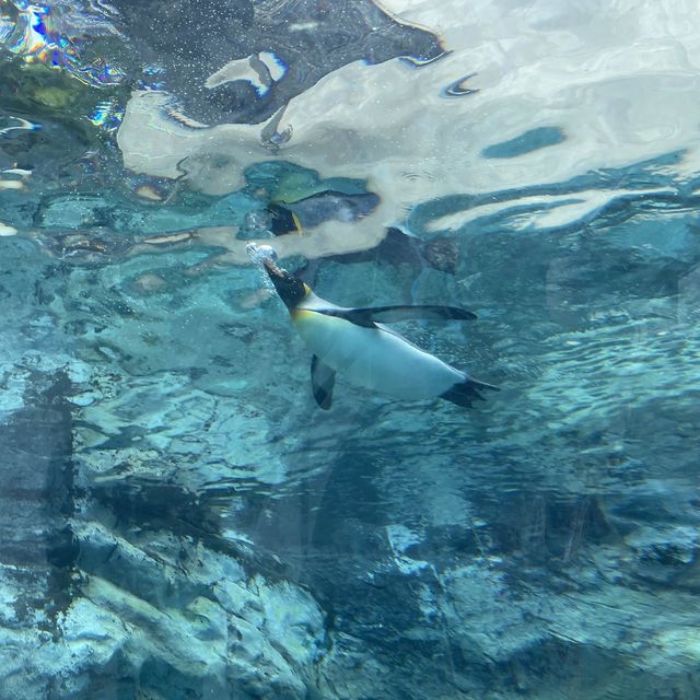 旭山動物園