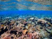 Great Barrier Reef