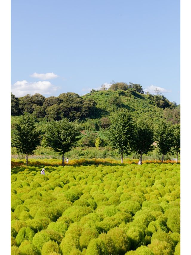 연천 가시면 여기도 가보세요 <댑싸리 공원>