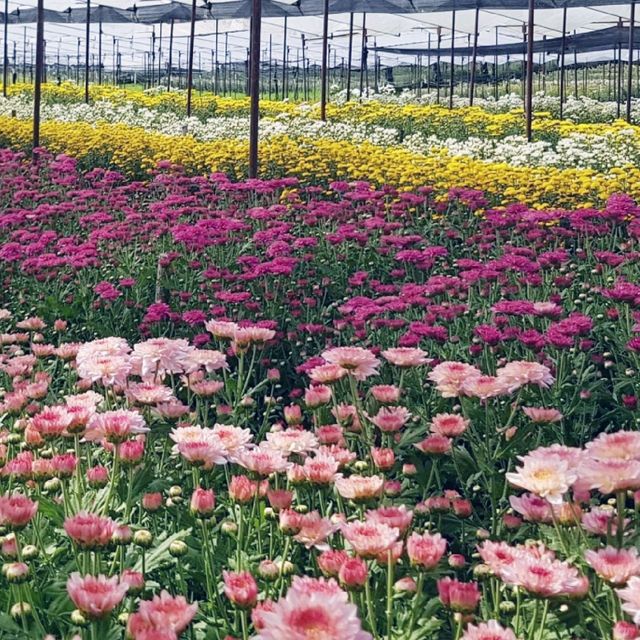 เที่ยวสวนดอกไม้​🌷🌻 