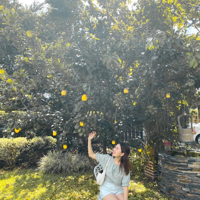 ลานดอกไม้คาเฟ่ 💐🏘🌳🐰🏠