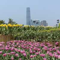 帶你看看中環海濱的鬱金香花展