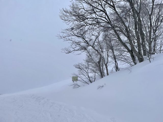 【秋田】たざわ湖スキー場③ゲレンデ＆レンタル