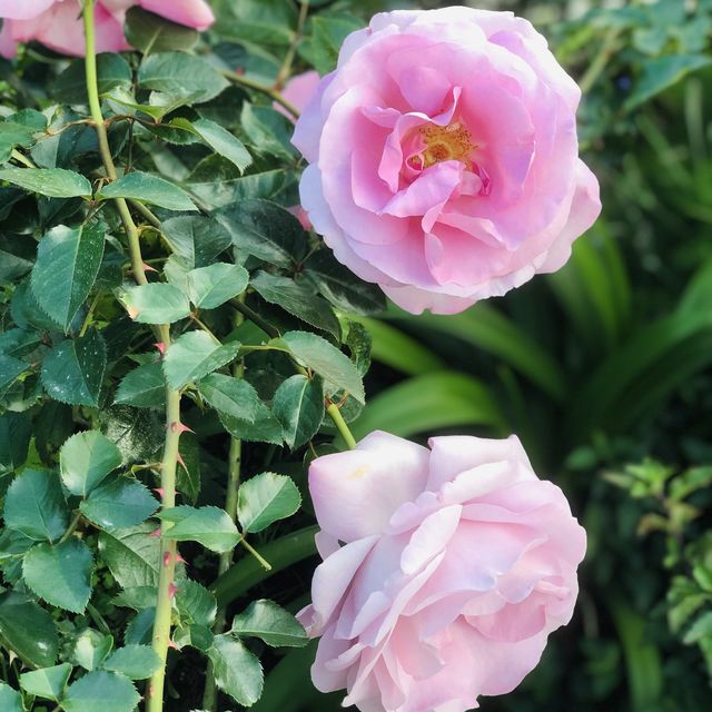 2022春季玫瑰展🌹🌷💐盛開季節@台北玫瑰園