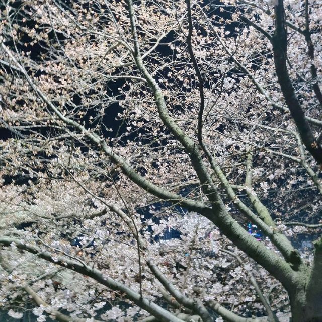 🌸청주 벚꽃 로드 <무심천>