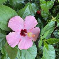 大角咀中式公園賞花｜漸變色橙黃花、烏龜、中式涼亭