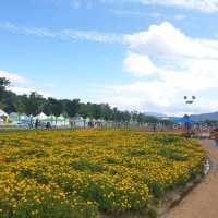 경남 함양 산삼축제에서 여러꽃과 연꽃구경