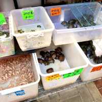 ［金魚街］- 🐠老少咸宜🐢😃