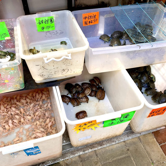 ［金魚街］- 🐠老少咸宜🐢😃