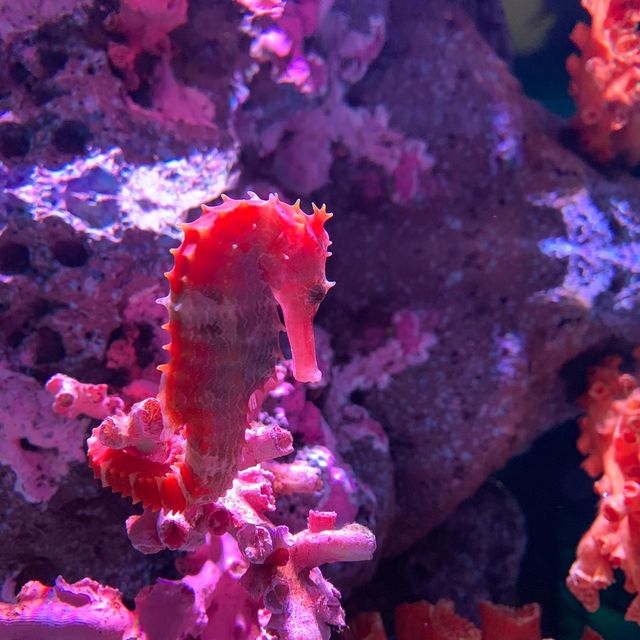 泰國｜曼谷水族館🐬暹羅海洋世界