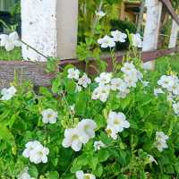บ้านทรายแก้ว @ระยอง ที่พักติดหาดวิวสวย