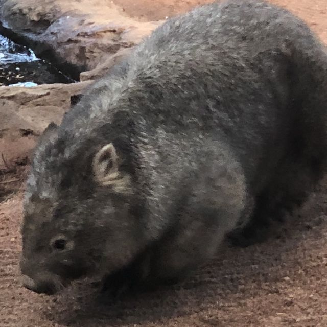 Biodiverse Australia!