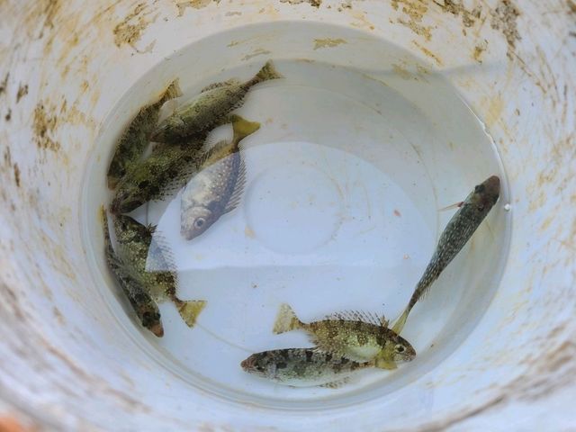 【另類水上活動~魚排BBQ🔥】