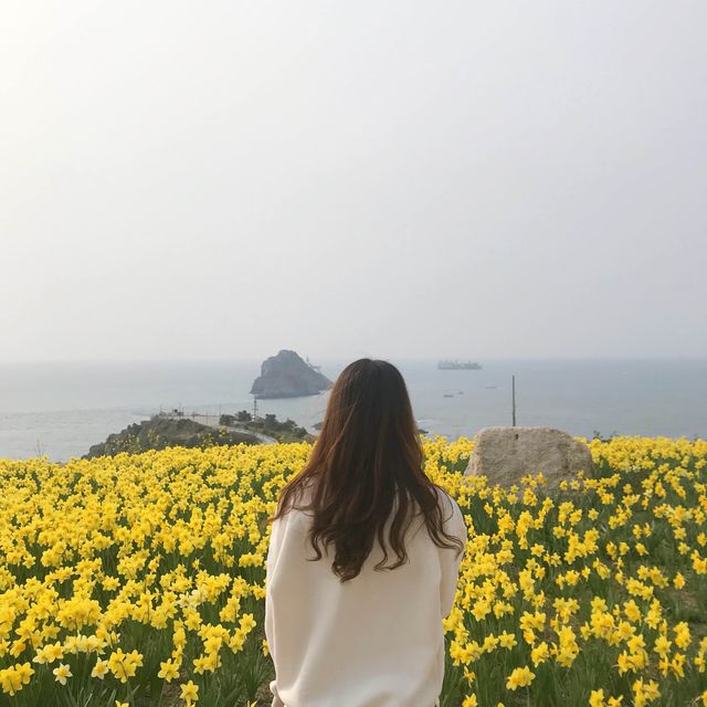 부산 오륙도 수선화가 예뻐요