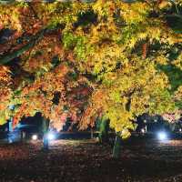 【京都】幻想的な光と影と紅葉