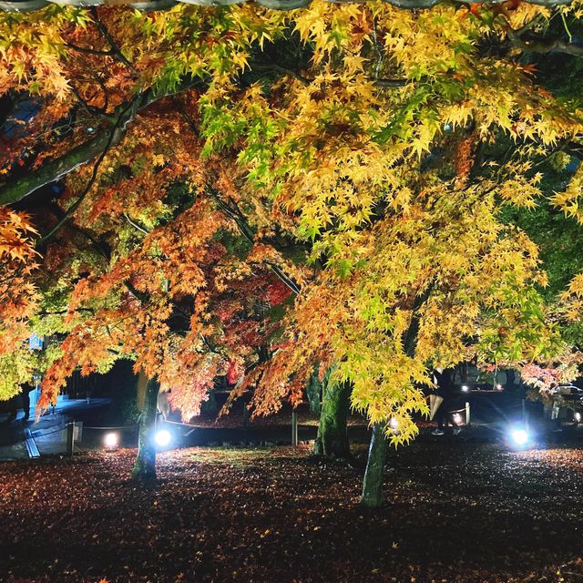 【京都】幻想的な光と影と紅葉