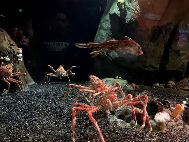 Amazing day at Georgia Aquarium 