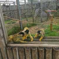 Beautiful moments at Peak Wildlife Park 