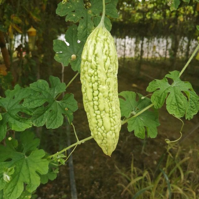 Pick your own fruit and veggies