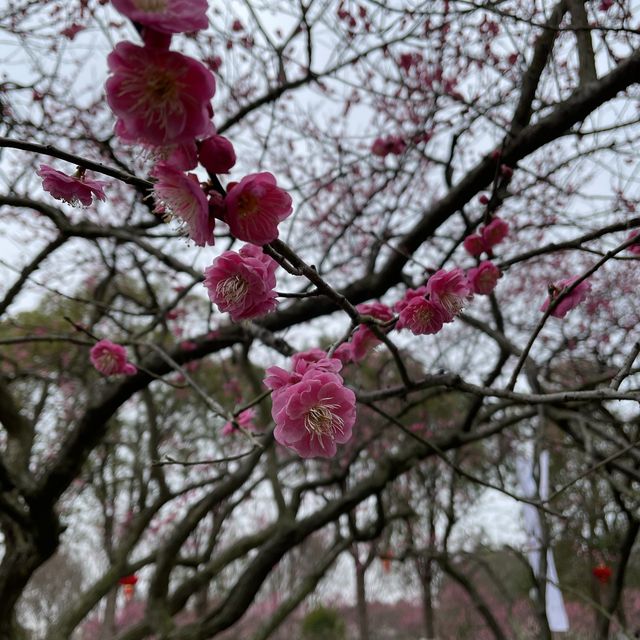 A beautiful park with many trees 