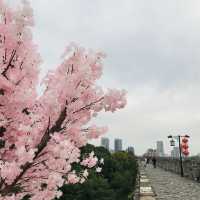 Nanjing, Jiangsu🌸