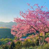 Yongfu Cherry Blossom Garden, Longyan